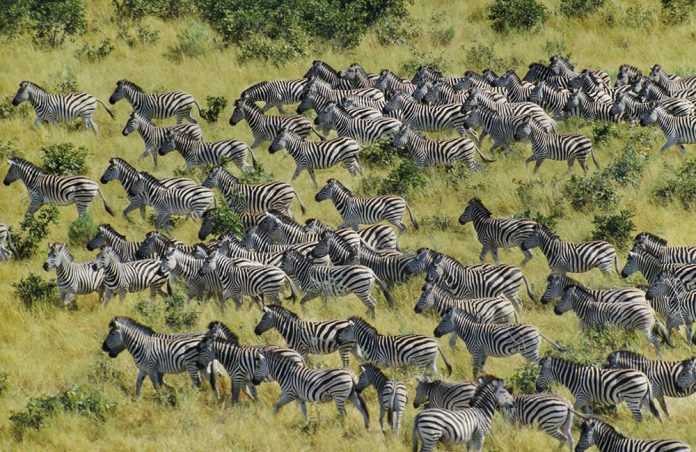 great-zebra-migration The Great Zebra Migration