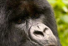 The Best Gorilla Tracking Options for You in 2026 Mountain Gorilla Travel