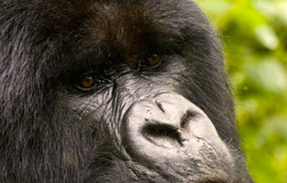 The Best Gorilla Tracking Options for You in 2026 Mountain Gorilla Travel