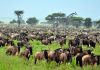 Top 10 Things to Do in East Africa Serengeti National Park