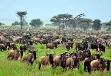Top 10 Things to Do in East Africa Serengeti National Park