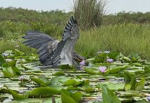 Top 30 Tourist Attractions in Uganda Shoebill in Mabamba Wetland