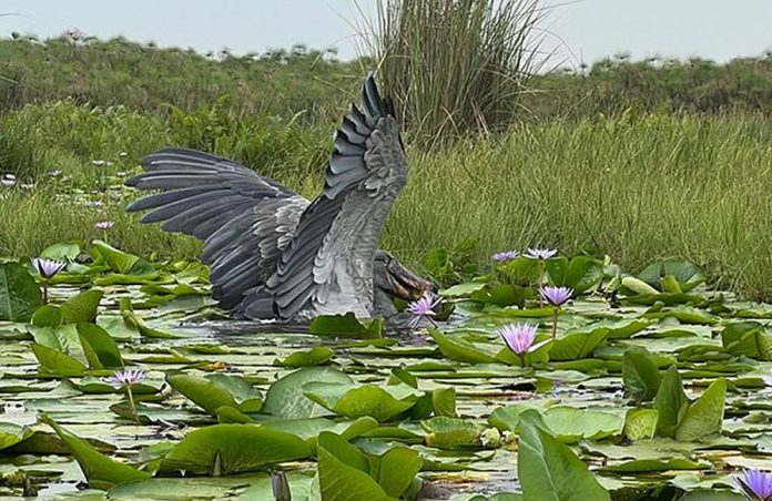 mabamba-wetland-shoebill Shoebill in Mabamba Wetland