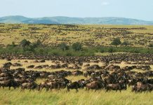 The Africa’s 5 Best Safari Game Reserves Masai Mara Wildlife
