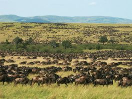The Africa’s 5 Best Safari Game Reserves Masai Mara Wildlife
